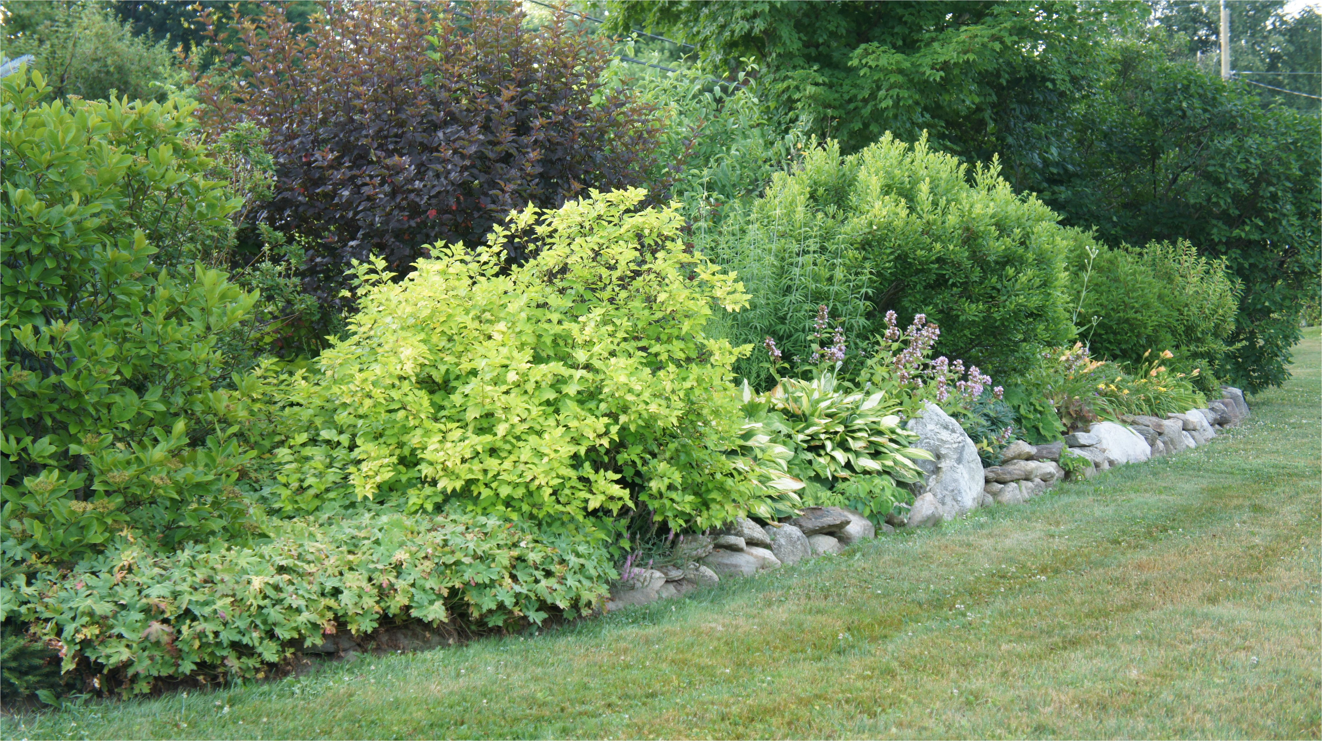 planting shrubs garden design garden landscaping backyard landscape plants west