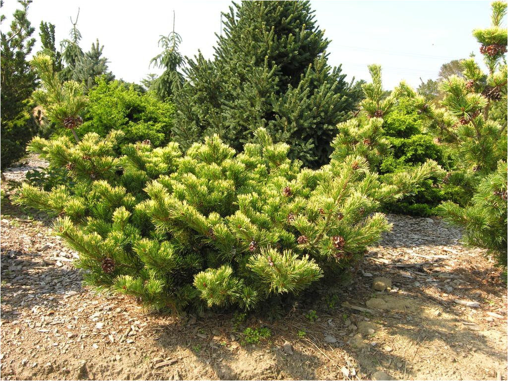 pinus parviflora goldilocks