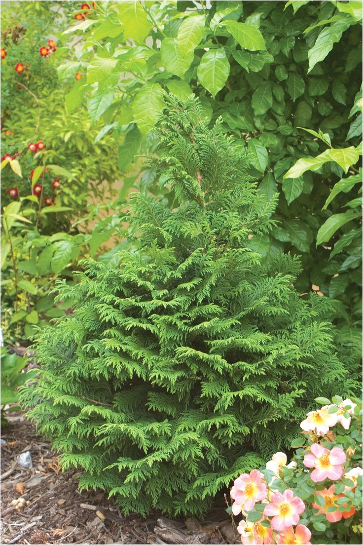 soft servea false cypress chamaecyparis pisfera