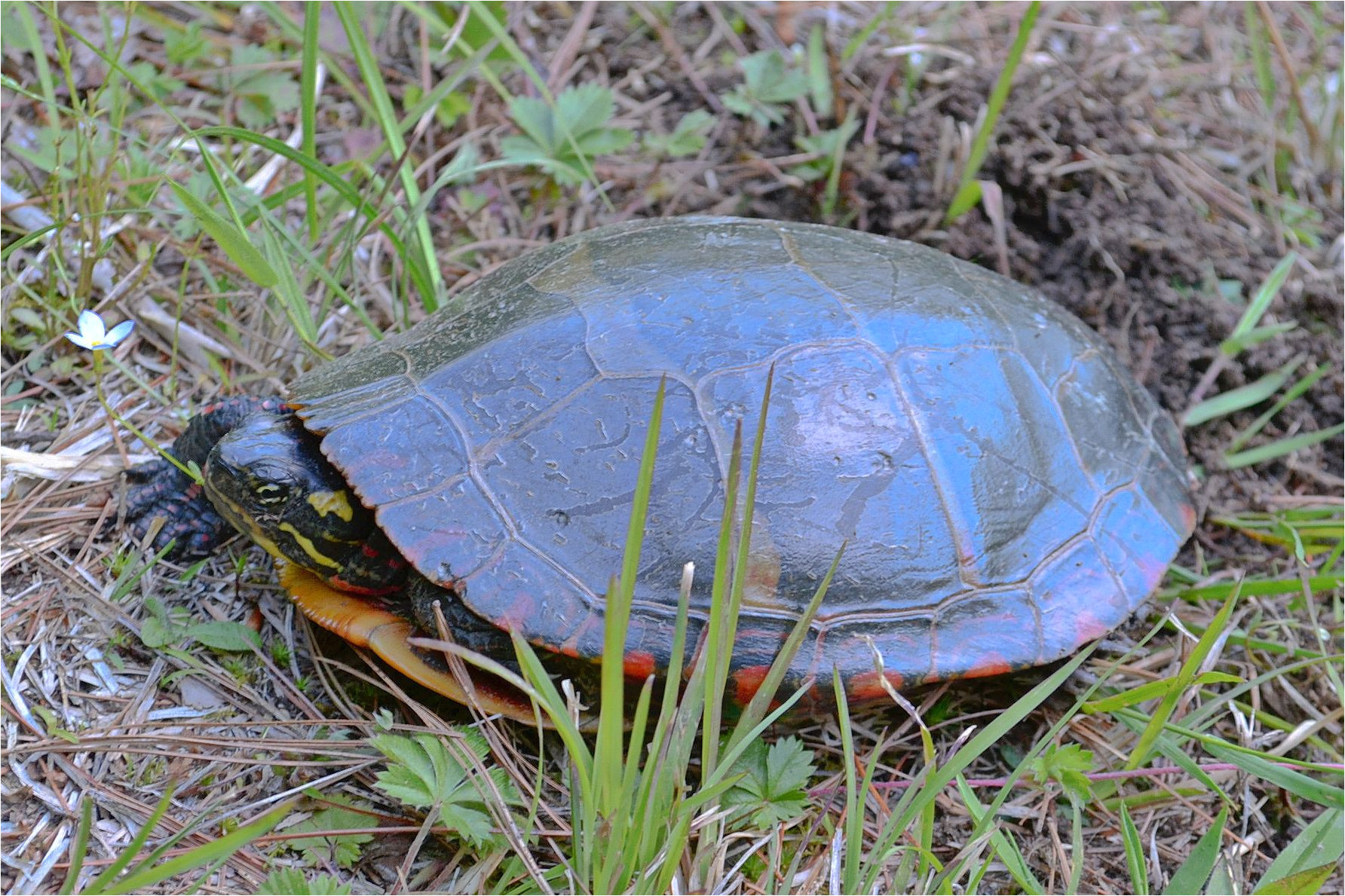 painted turtle