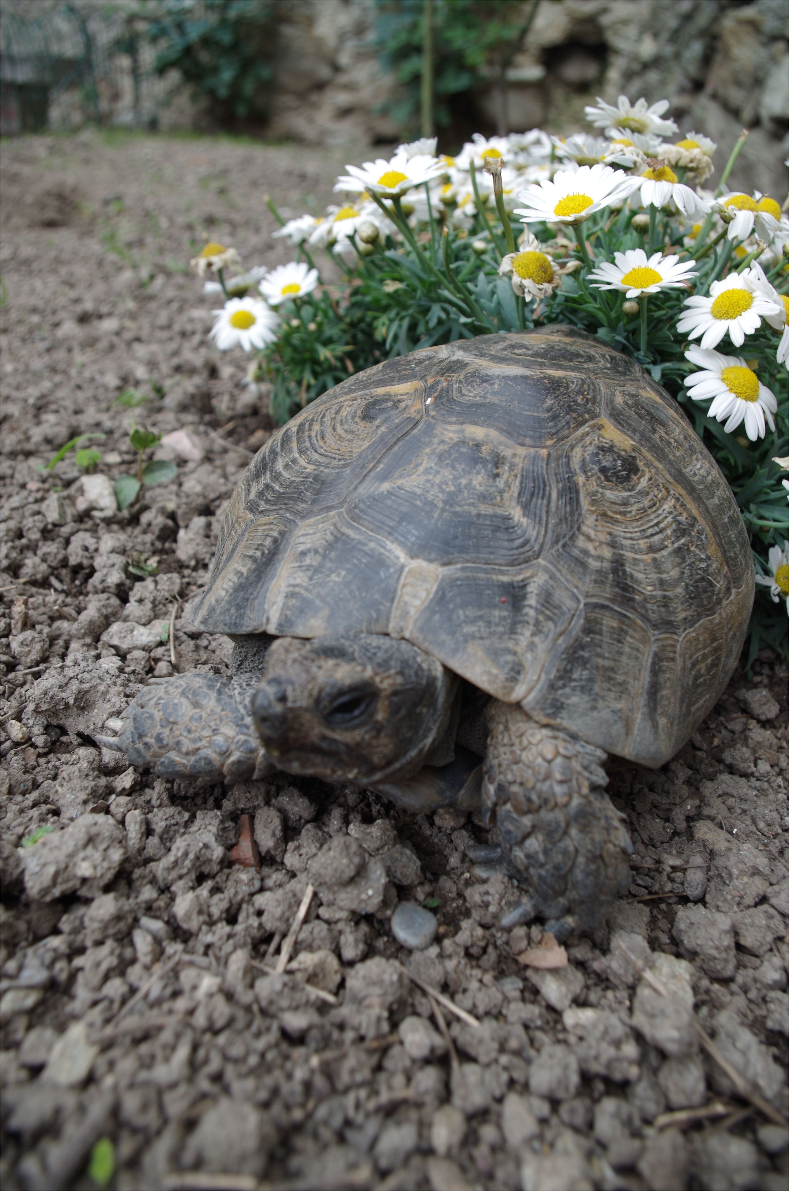 titti tortoises le monde turtles tortoise turtle