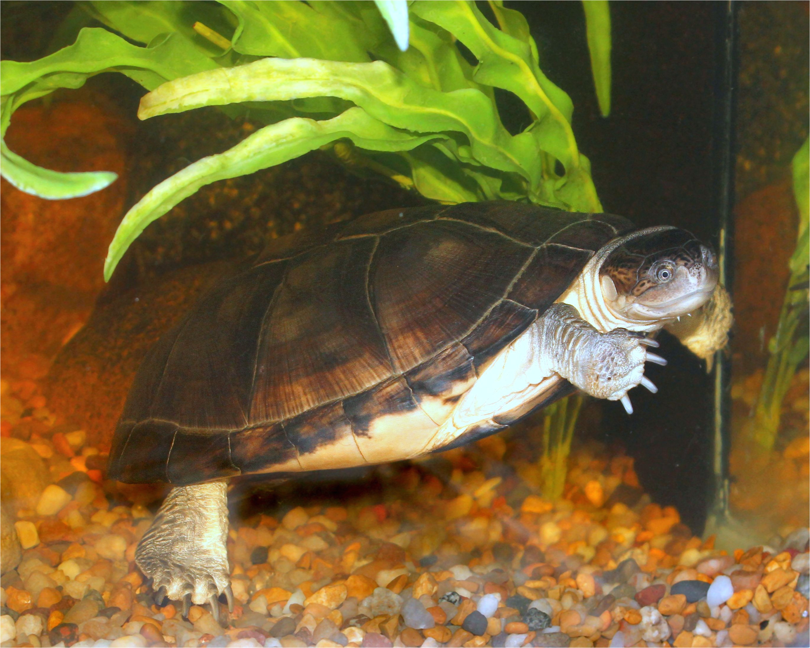 helmeted turtle 25 580d2bbf5f9b58564c7f7f8d jpg