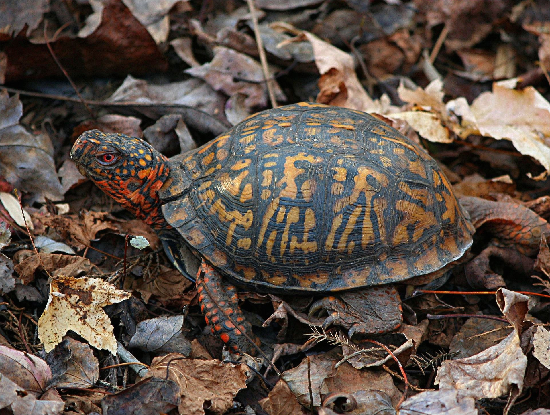 eastern box turtle 65645 1920 595036823df78cae81e62b90 jpg