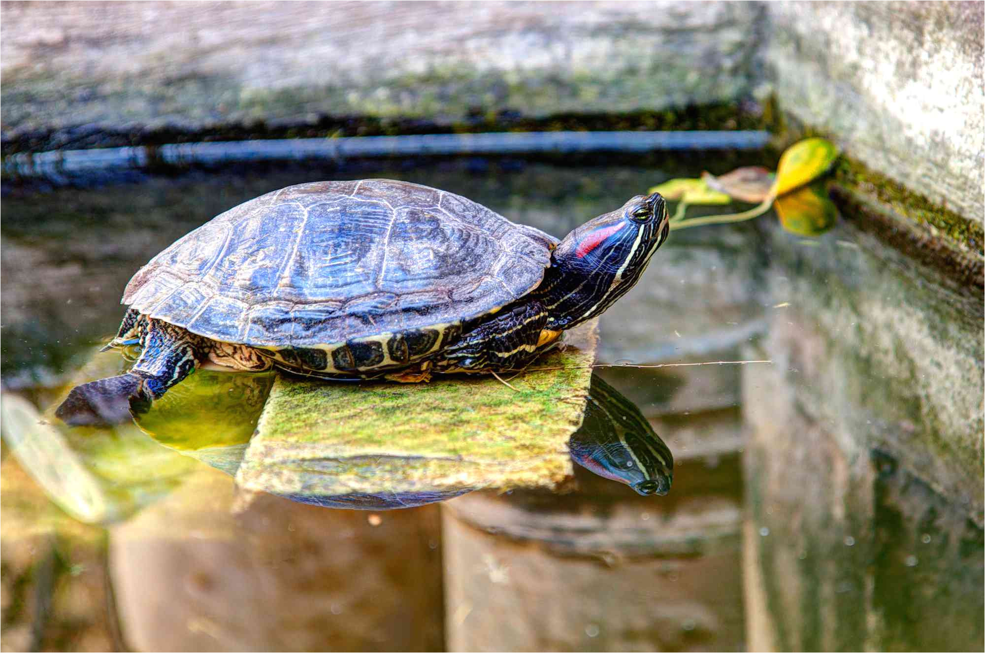 red eared slider basking