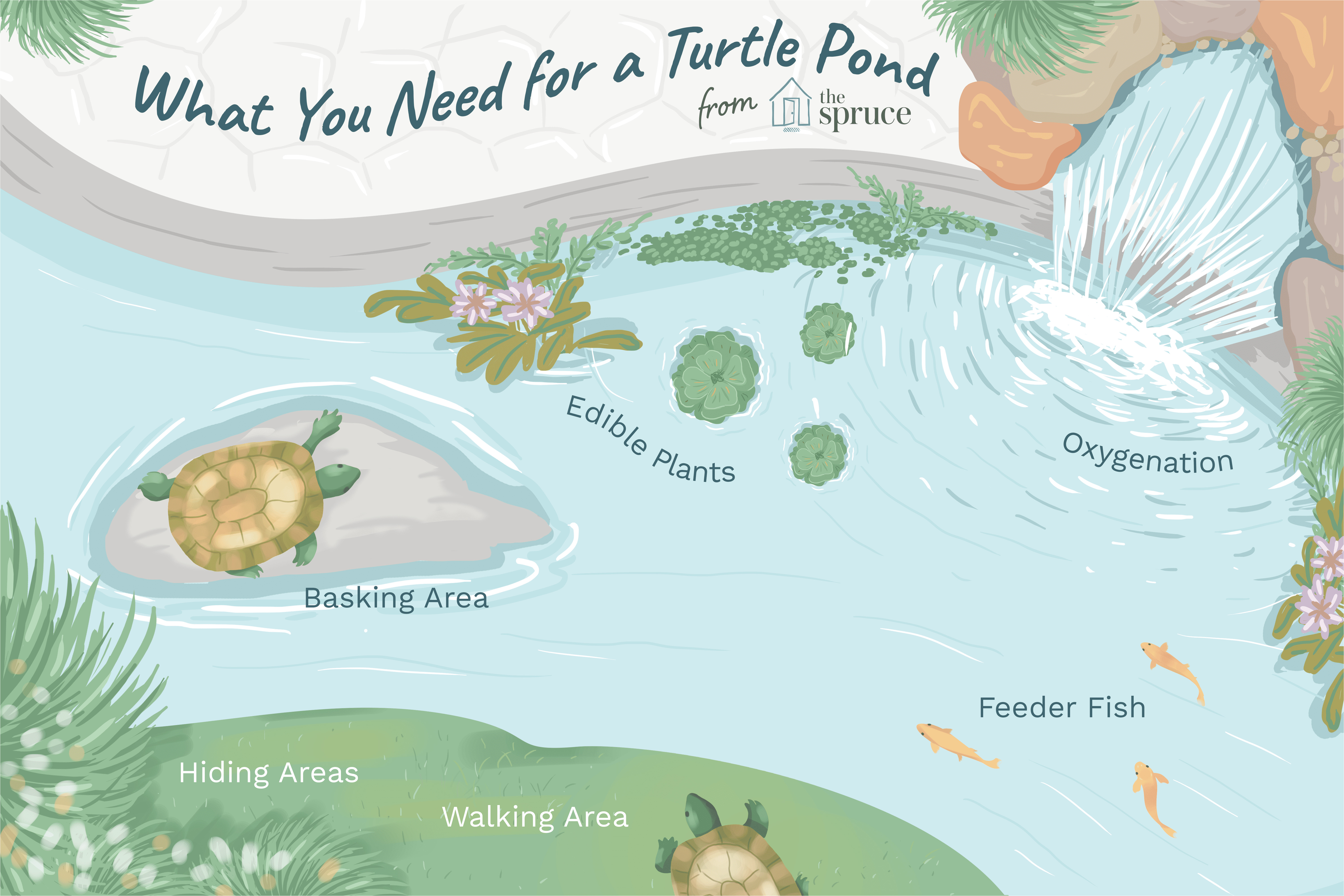 aquatic turtles and outdoor ponds 1238361 final 5bacf33dc9e77c0025456661 png