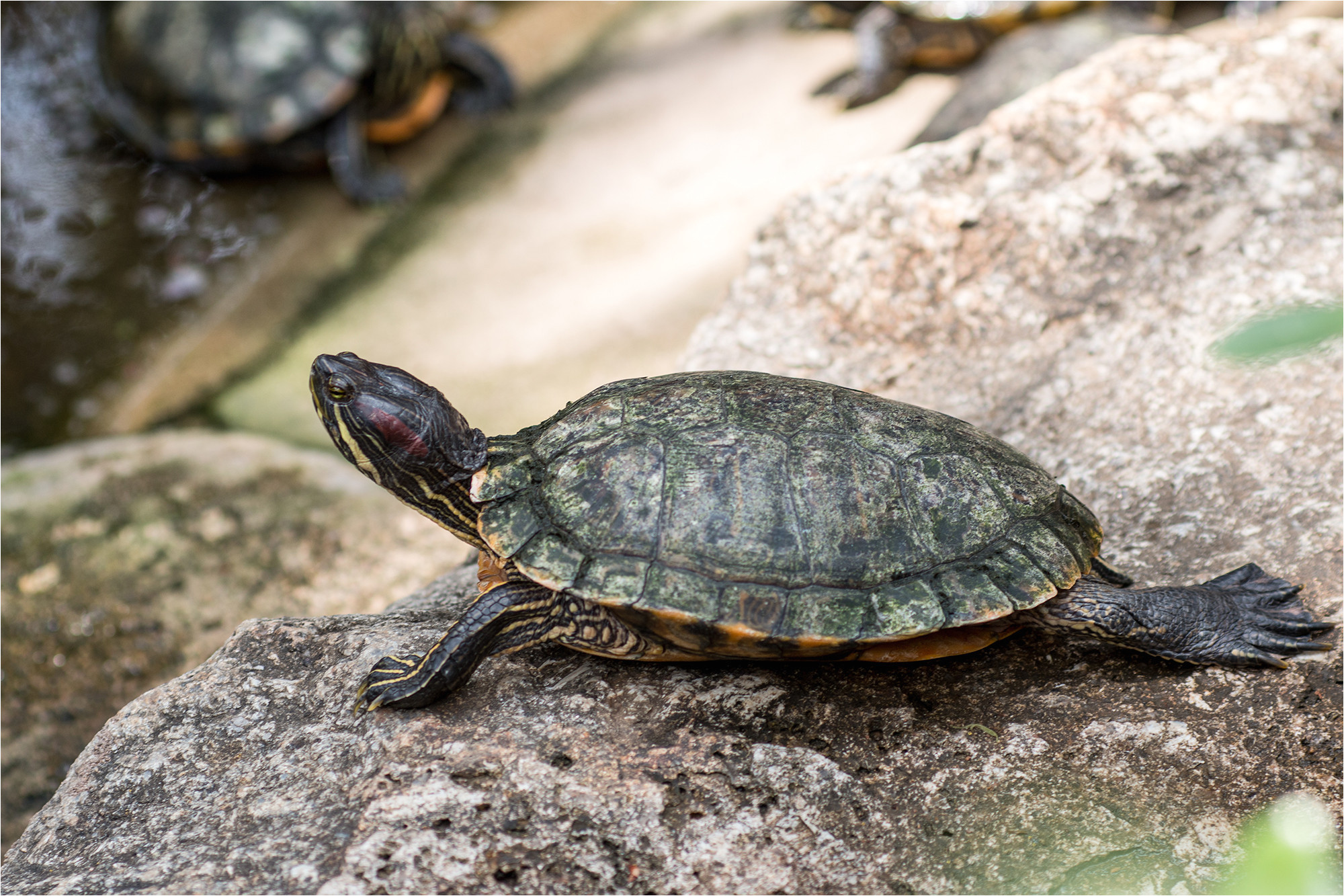 sex assault eyed after turtle is discovered in woman s vagina