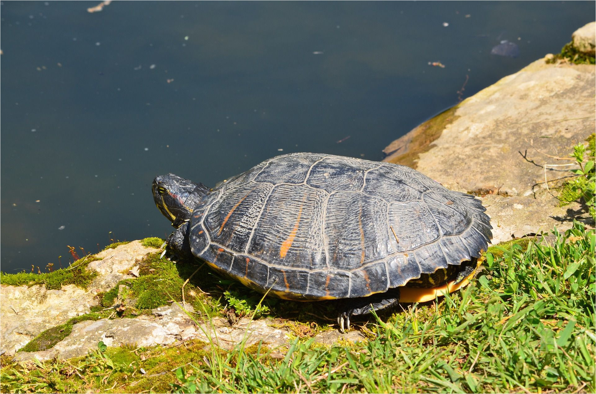 basking red eared turtle 1488378 1920 5934e53e3df78c08abe2893c jpg