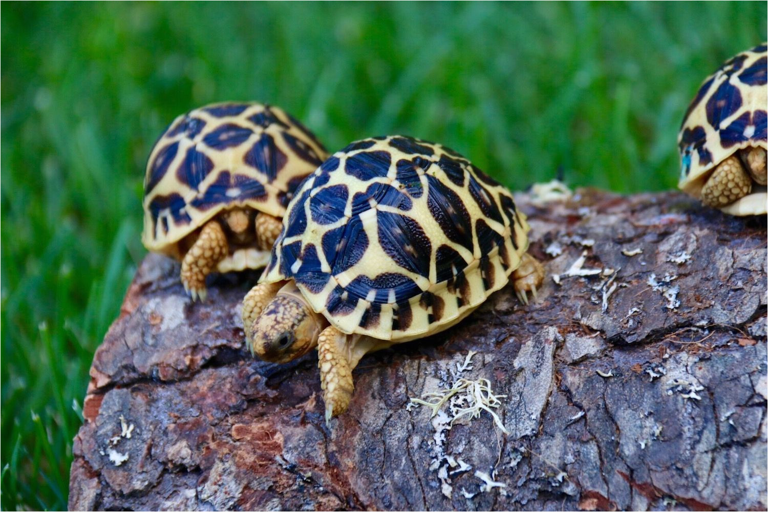 Above Ground Turtle Pond for Sale tortoise for Sale tortoise for Sale tortoises Sulcata tortoise