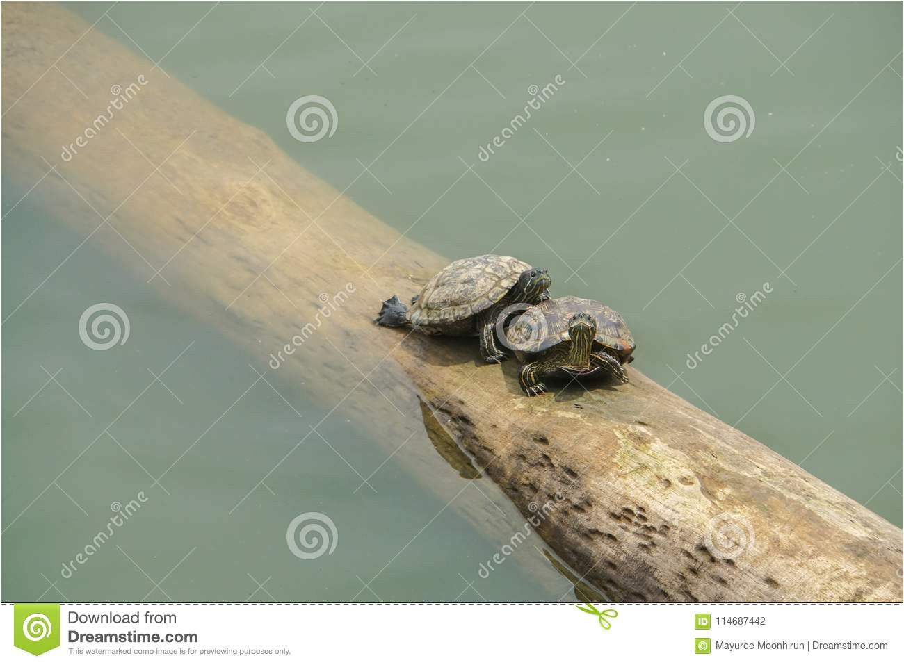 turtles on floating log in the river