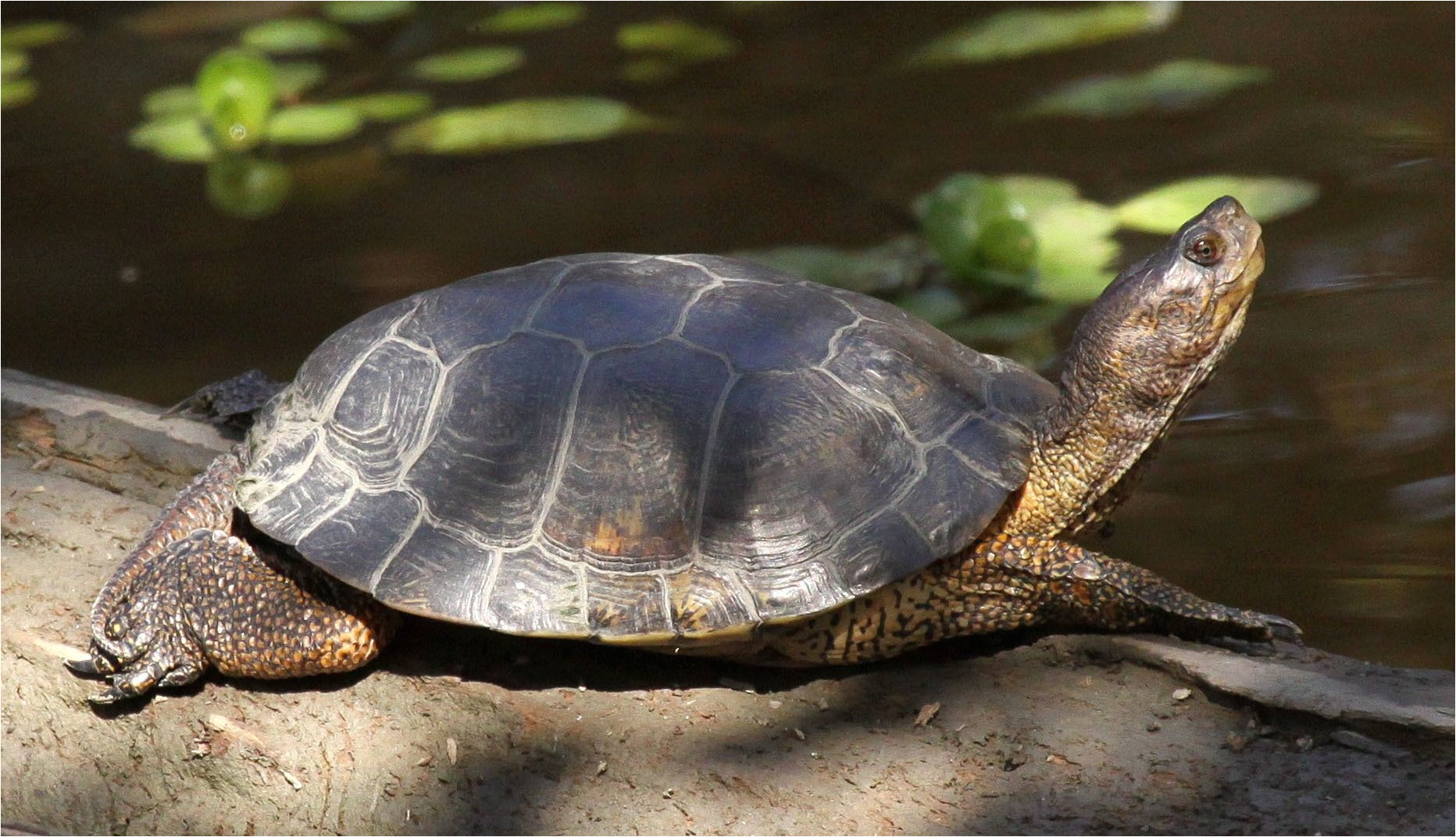 western pond turtle