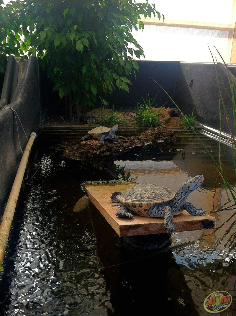 a couple of diamondback terrapins greeted me this morning at zoo med laboratories