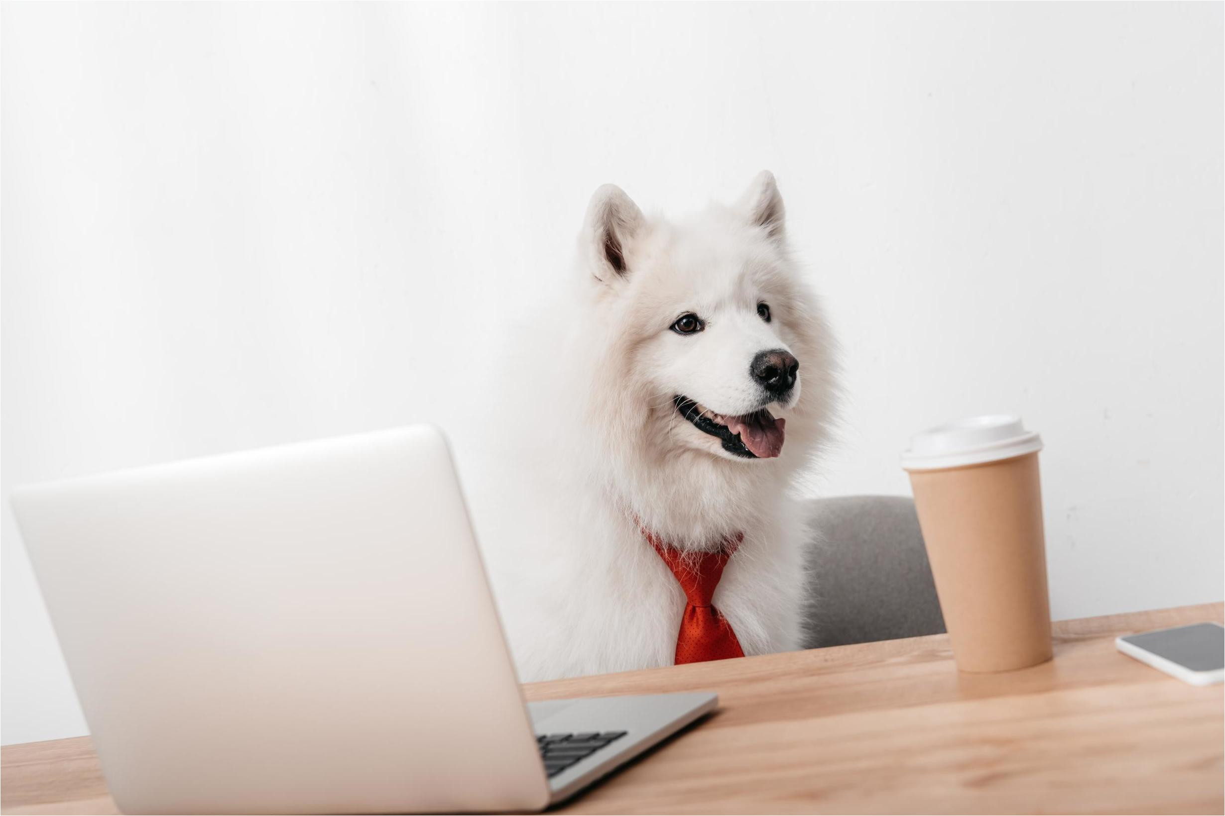 take your dog to work day best photos of people bringing their pets to the office the independent