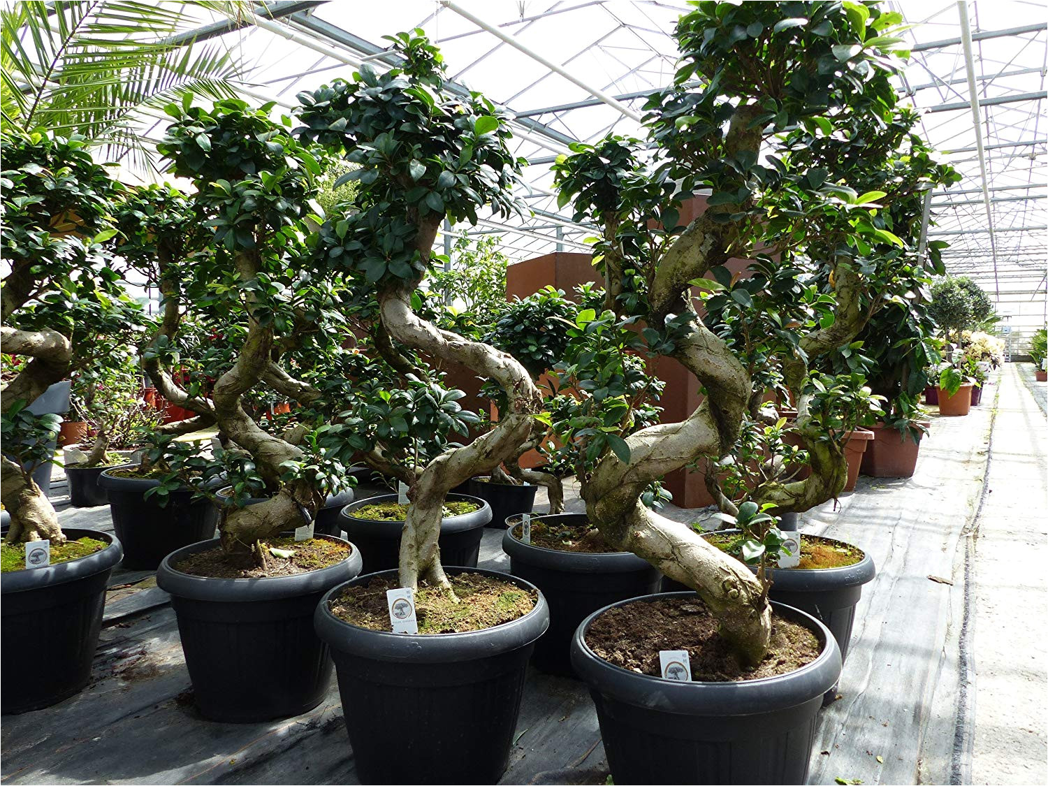 bonsai ficus ginseng 90 120 cm im dekotopf untersetzer zimmer buropflanze pflegeleicht amazon de garten