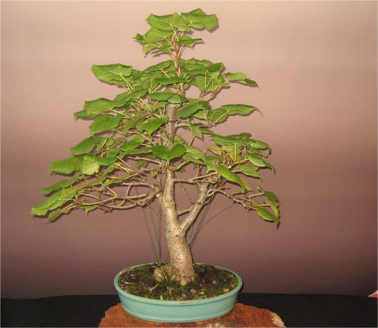 tree ficus microcarpa ginseng pflege inspirierend bonsai das schonste hobby der welt sommerliches bonsai feeling
