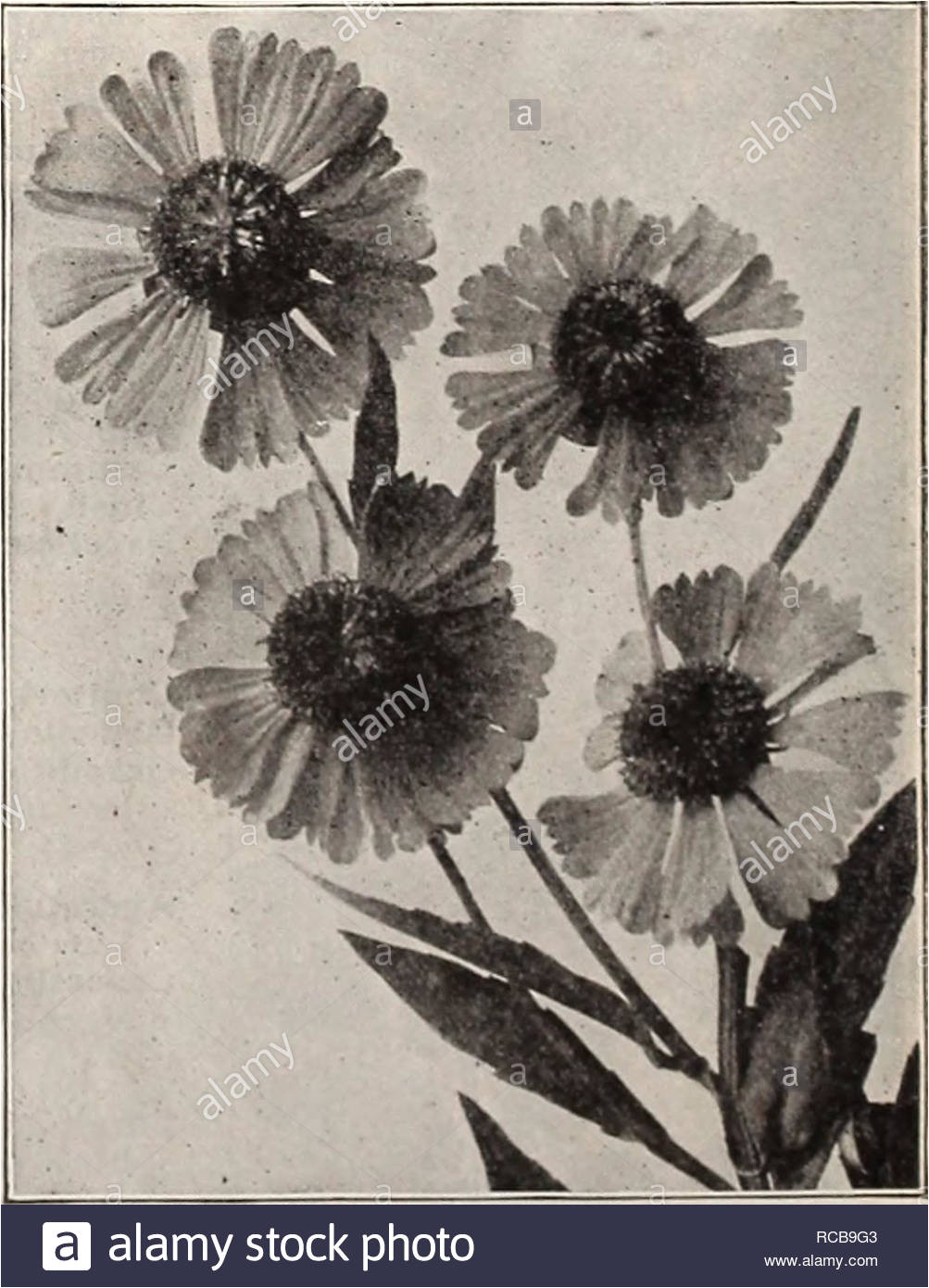 dreer s autumn catalogue of bulbs plants seeds etc for autumn planting 1909 bulbs