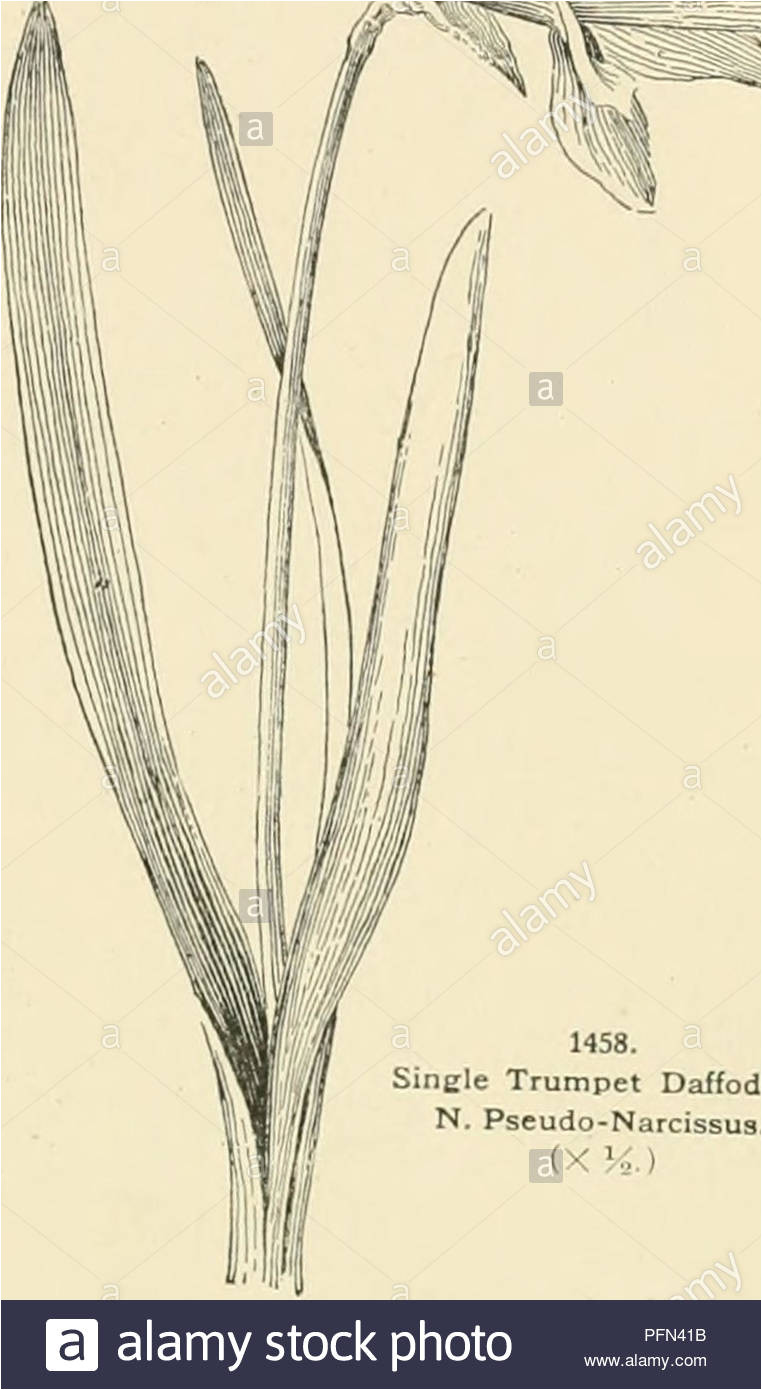 cyclopedia of american horticulture comprising suggestions for cultivation of horticultural plants descriptions of