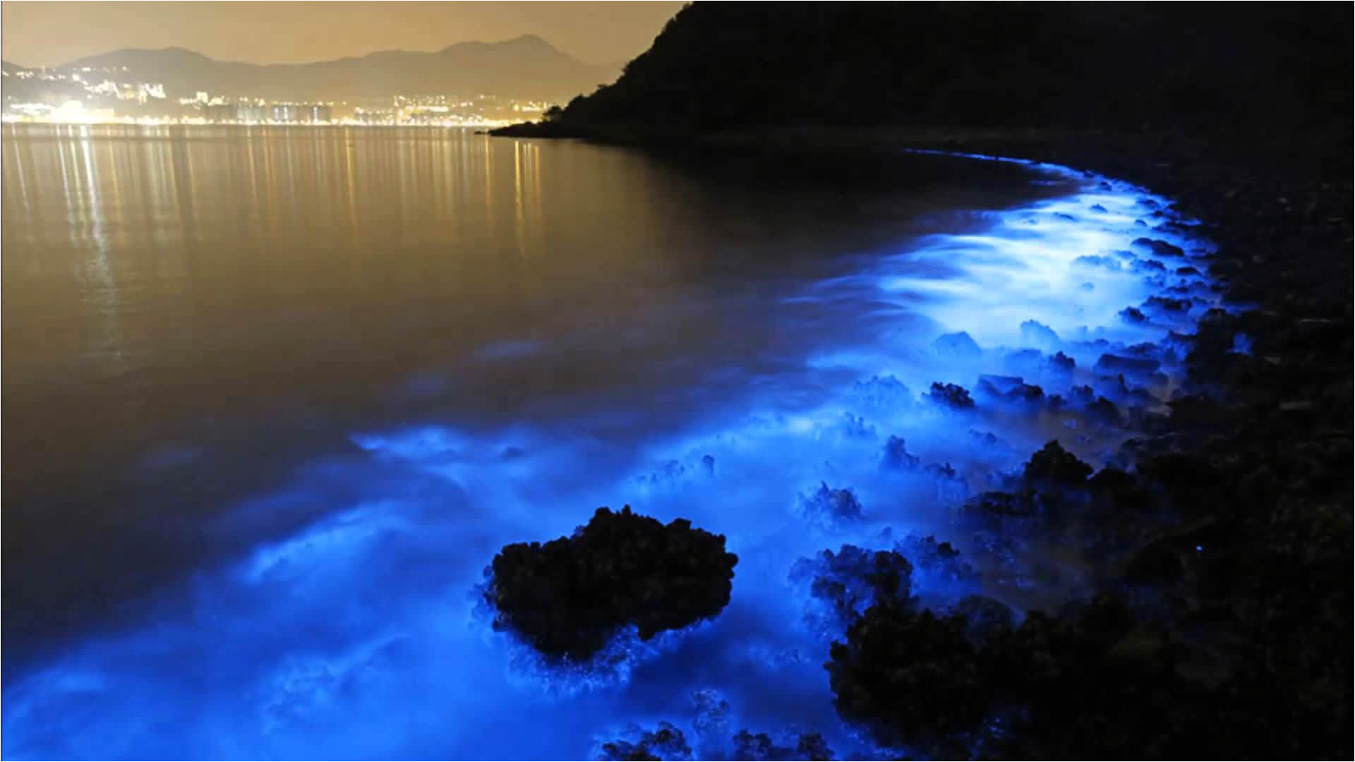 hong kong seas glow blue from bioluminescent plankton caused by pollution https visit