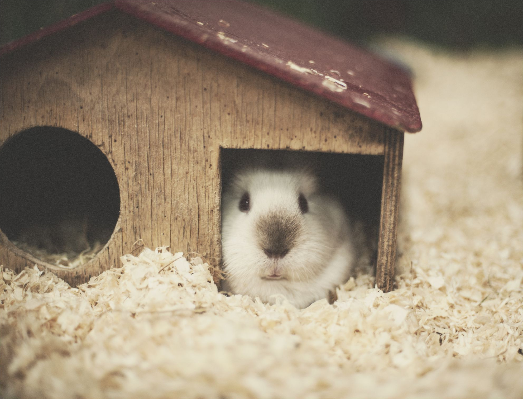 guineapig gettyimages 525235023 592dc8bf5f9b5859500e6682 jpg