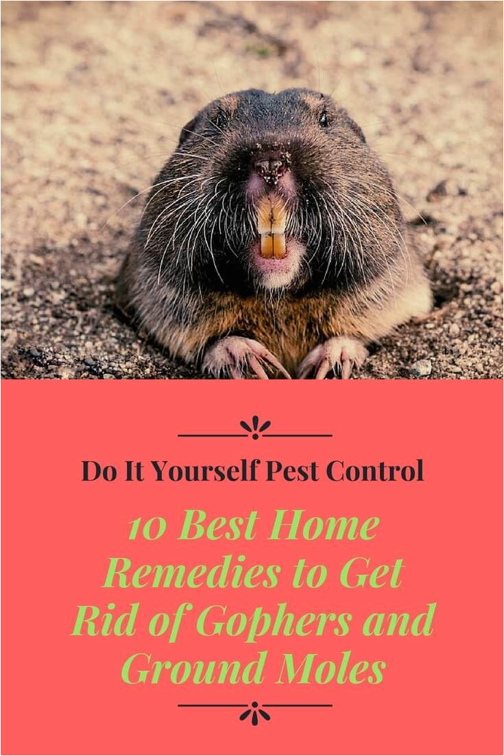 10 best home remedies to get rid of gophers and ground moles