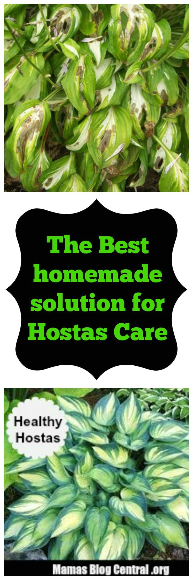 the best homemade solution for hosta care 1 cup each listerene original mouthwash epsom salts ammonia ajax dishwashing liquid lemon mix and spray