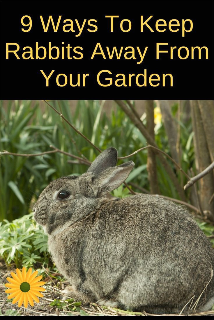 how to keep rabbits out of the garden 9 easy ways