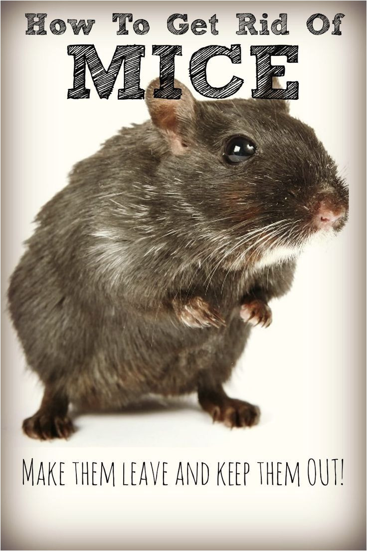 considering the toxicity of most rodent control method it s good to know how to