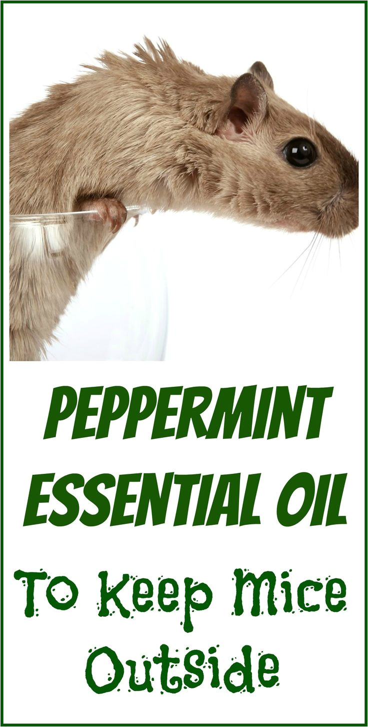 peppermint oil for getting rid of mice