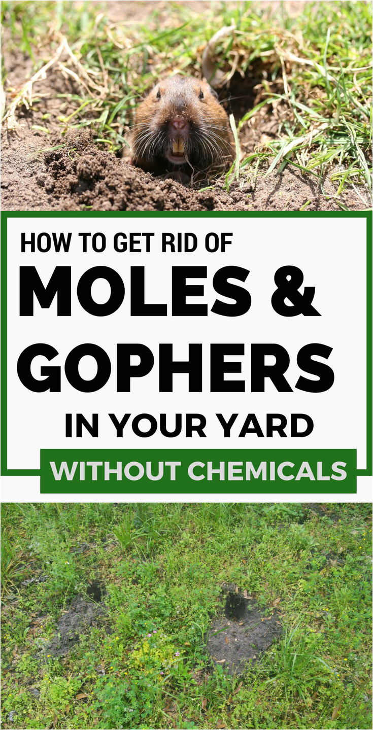 How to Get Rid Of Ground Moles with Dawn soap How to Get Rid Of Moles and Gophers In Your Yard without Chemicals