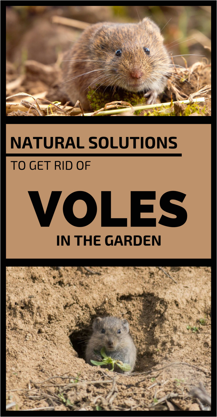 natural solutions to get rid of voles in the garden