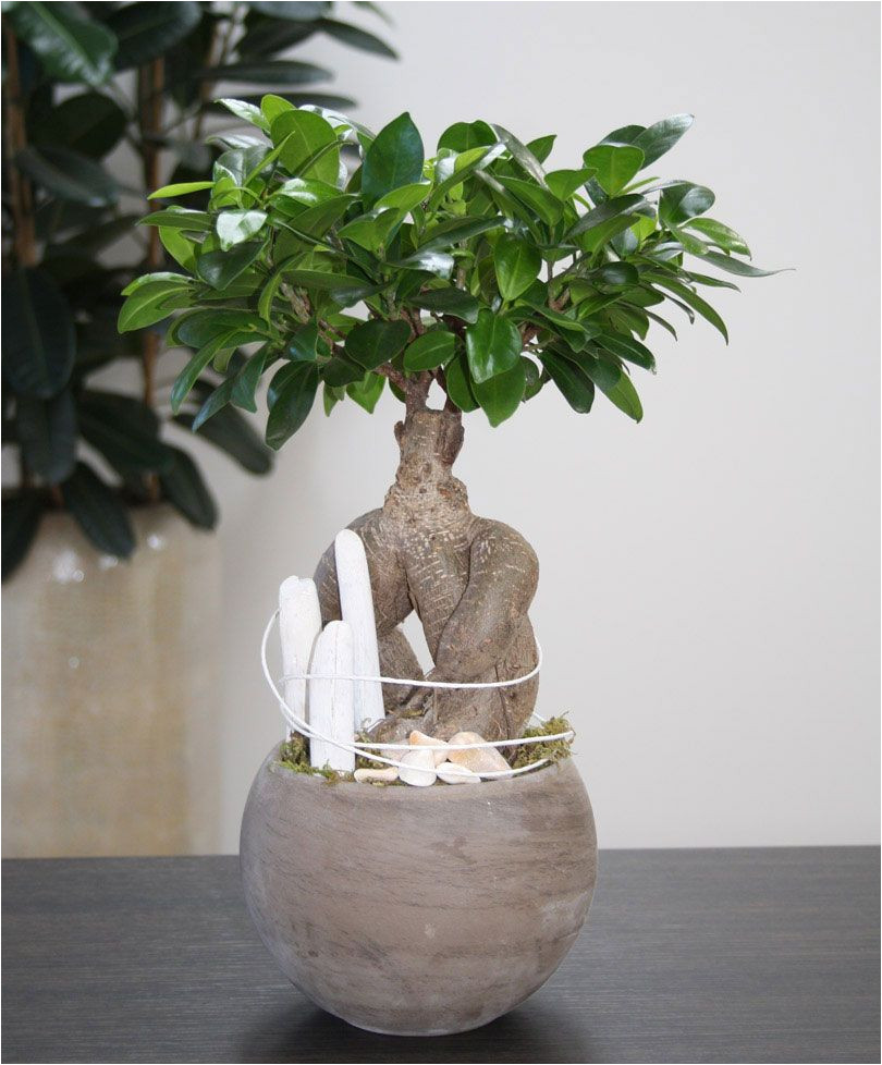 How to Take Care Of Ficus Microcarpa Ginseng Plant Arrangement White Beach You Can Create This Beautiful Natural