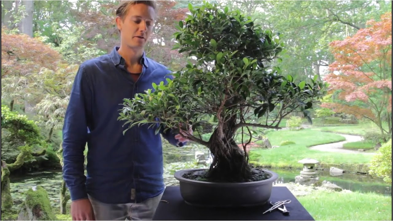 bonsai ficus