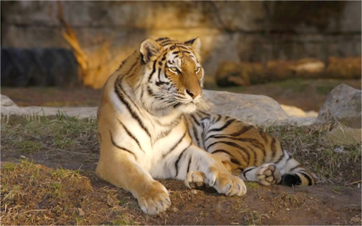 a tiger at the st louis zoo