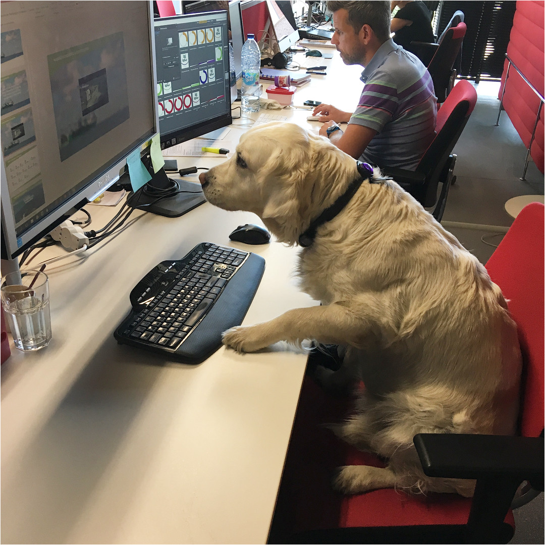 amazon is one of these companies with more than 6 000 dog employees showing up to the seattle office for work each day alongside their owners