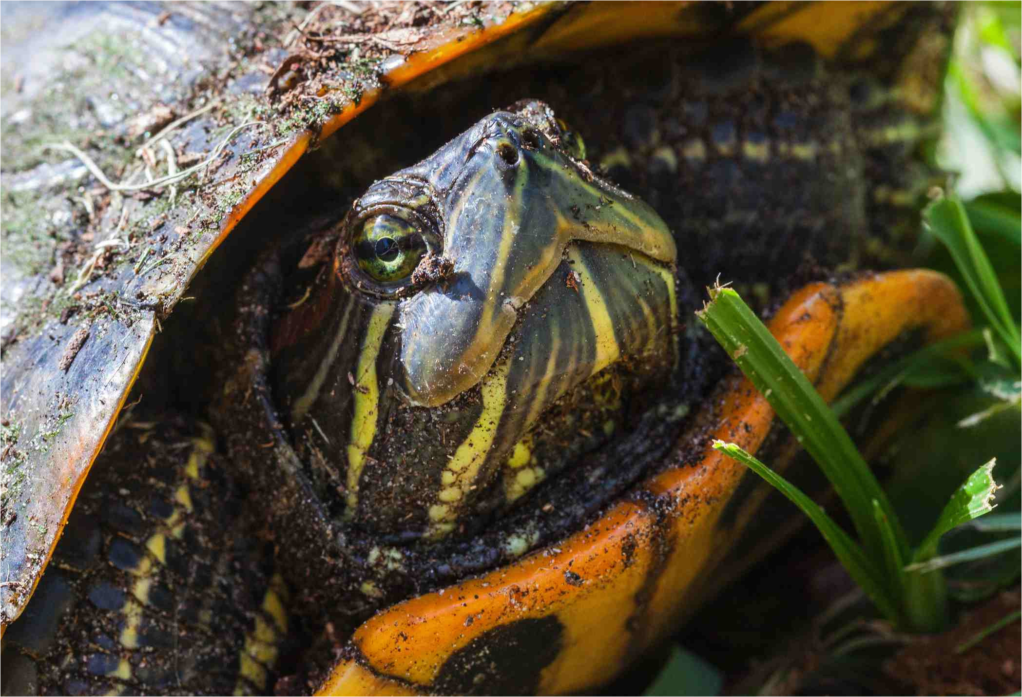 about the yellow bellied slider