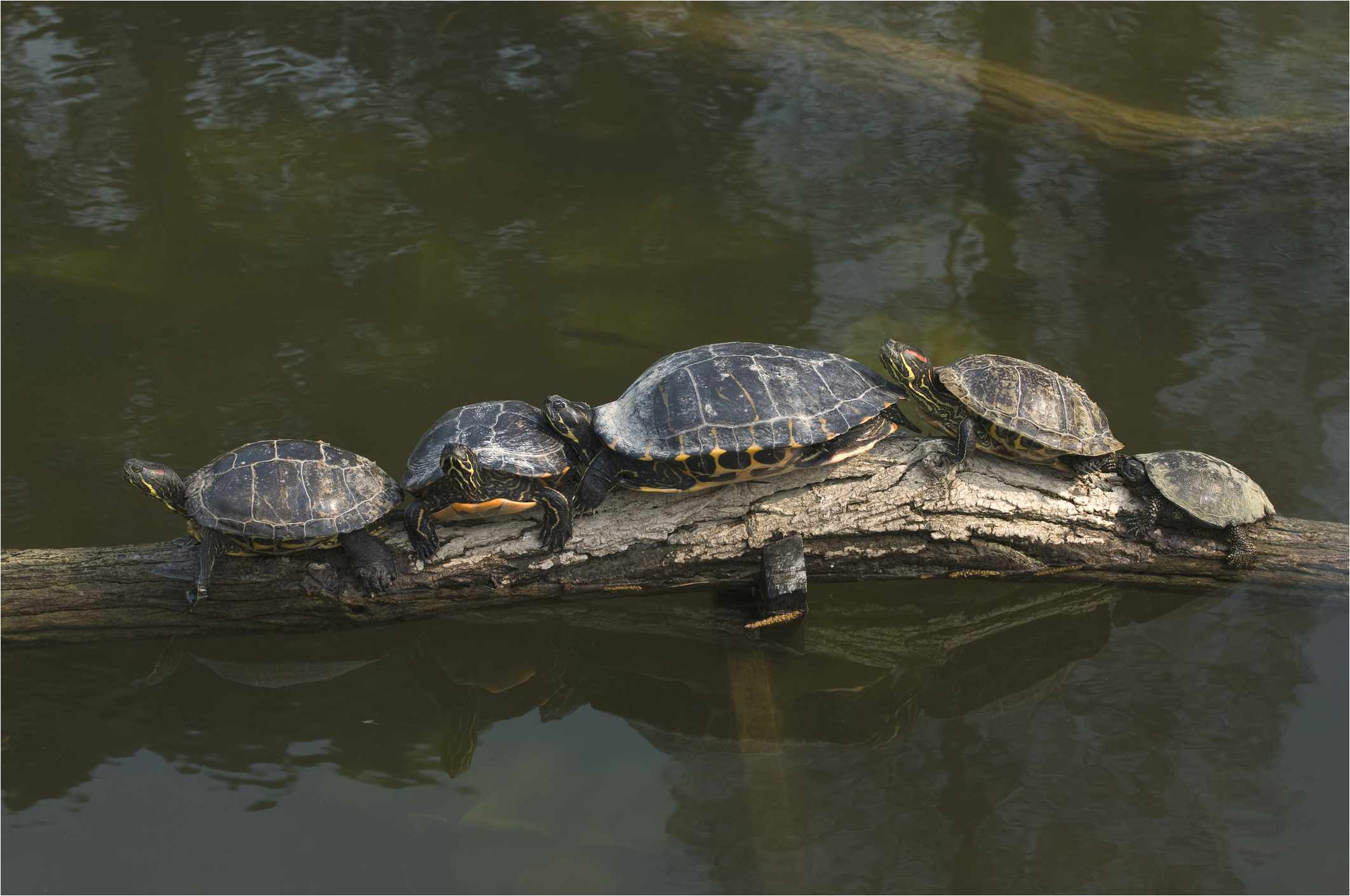 aquatic turtles lined up on a log