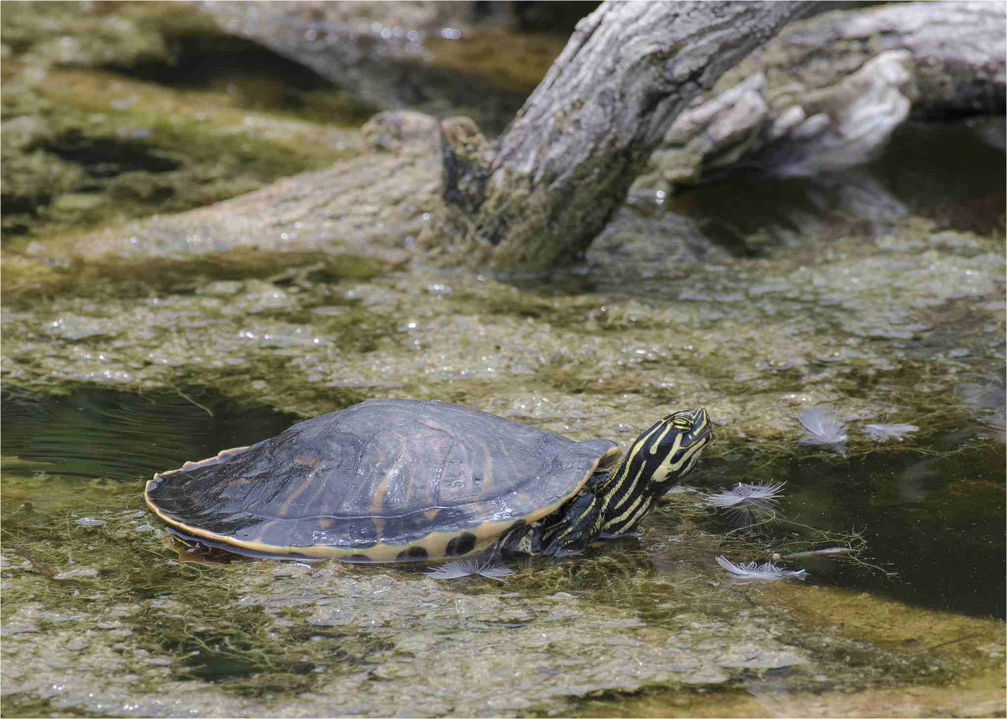 aquatic turtle