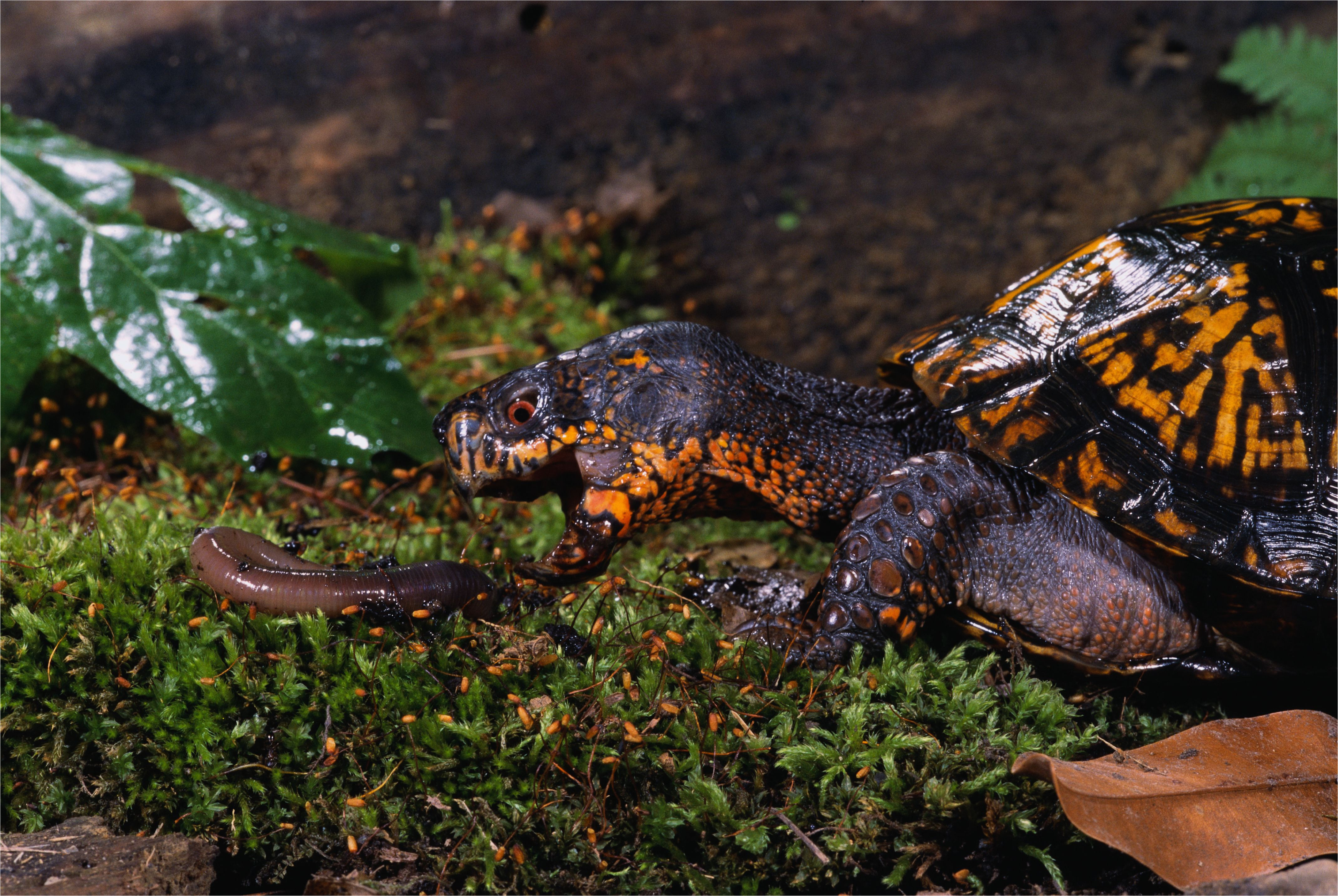 eastern box turtle preying on a worm