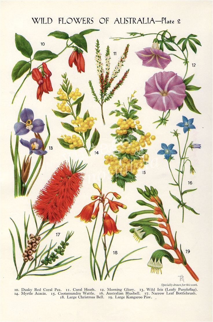 vintage botanical iilustration australian native flowers australian wildflowers australian art australian tattoo