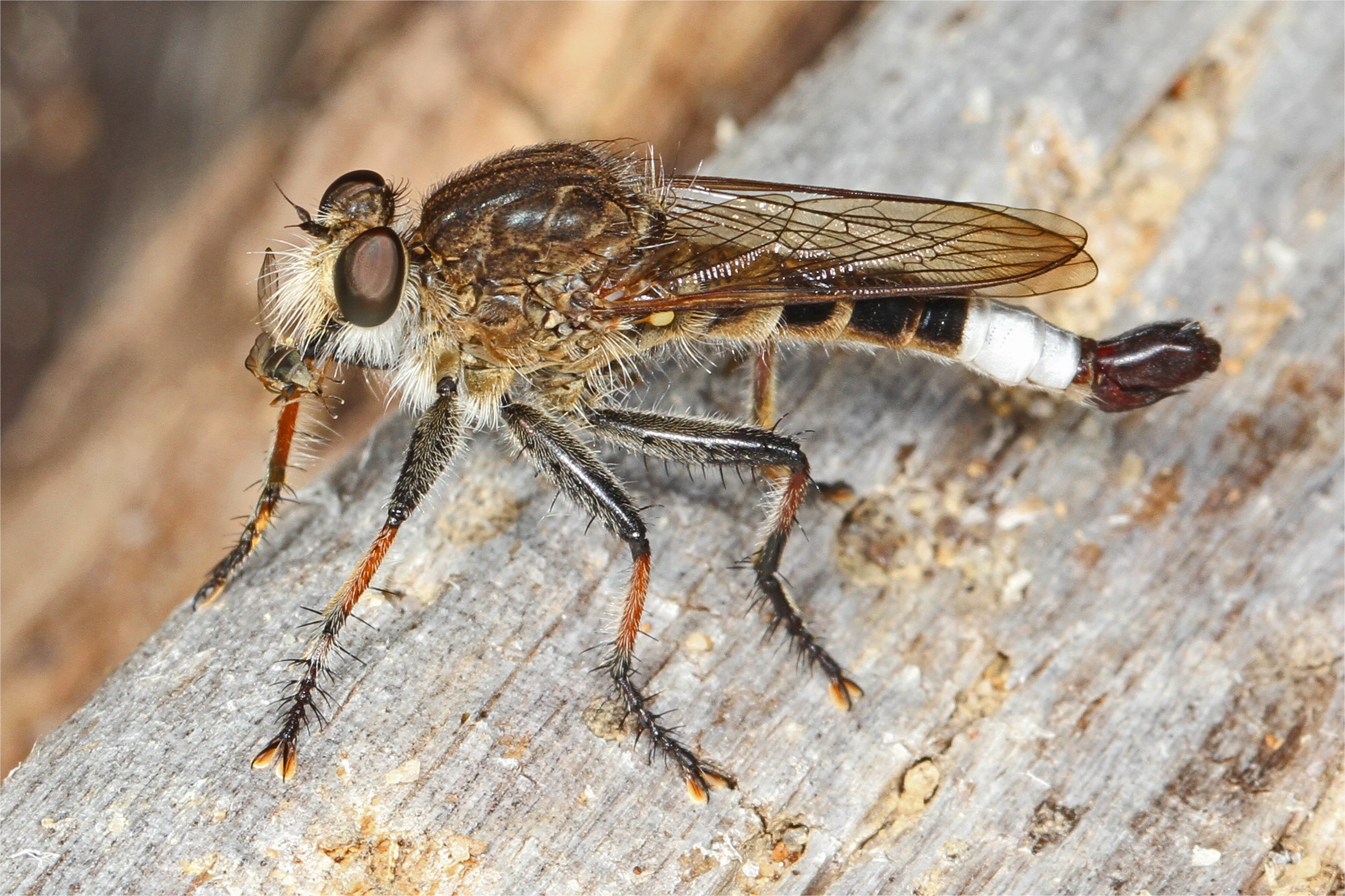 file robber fly efferia albibarbis leesylvania state park woodbridge virginia jpg