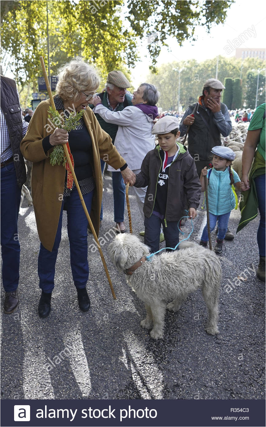 hunderte von schafen entlang einer straa e in der innenstadt von madrid spanien wahrend der