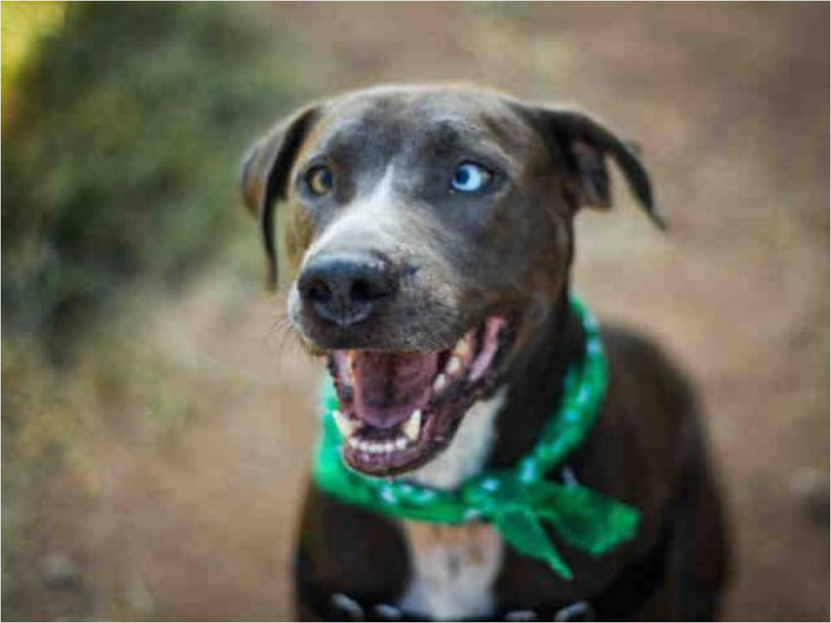 weimaraner labrador retriever dog for adoption in austin texas lucky petcurious