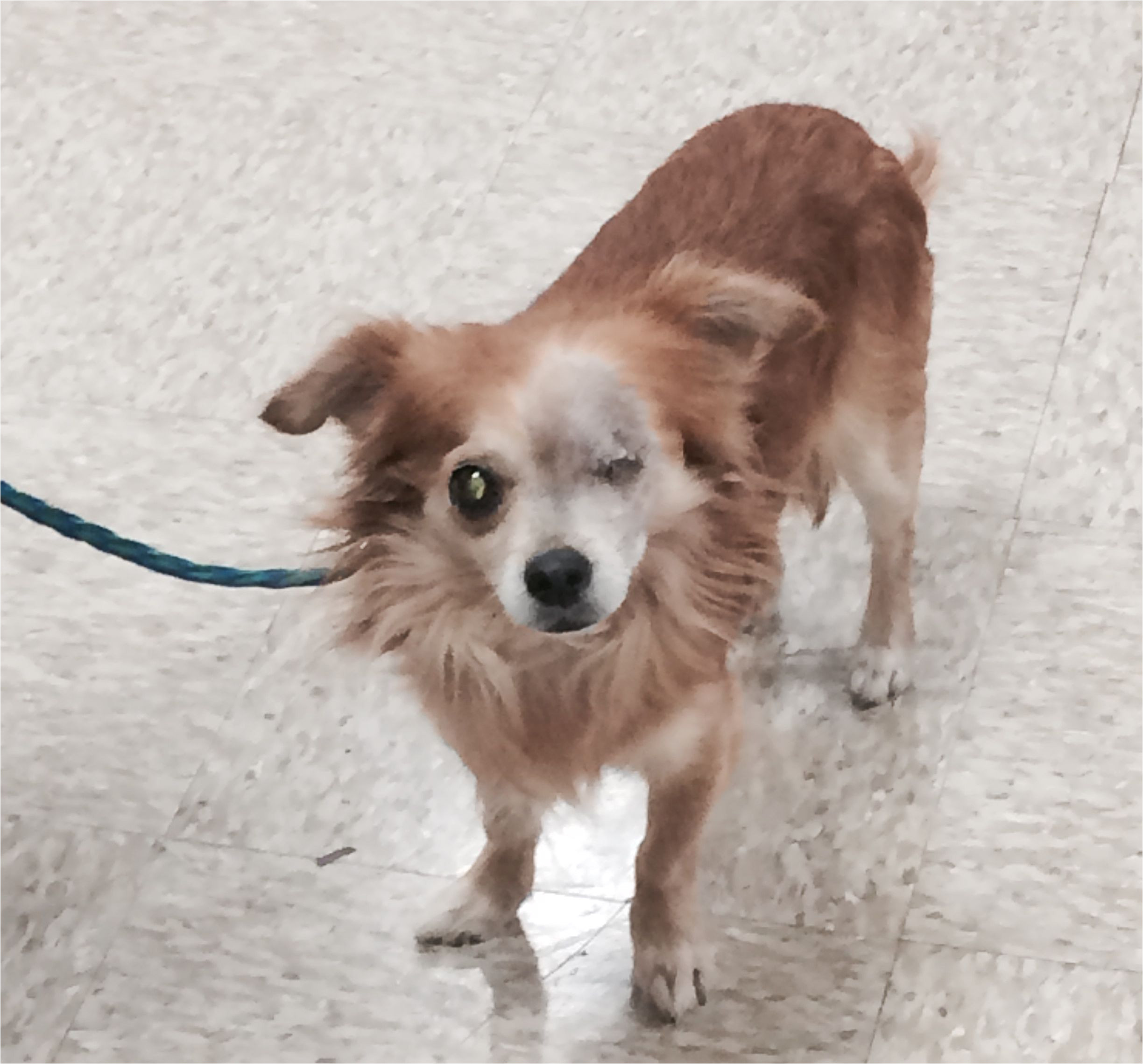 Pets without Partners Redding Ca Robert is A 5 to 6 Year Old 8 Pound Long Haired Chihuahua He is A