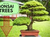 100 Year Old Bonsai Trees for Sale 100 Bonsai Trees for Sale Save Big order today