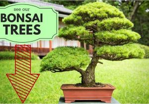 100 Year Old Bonsai Trees for Sale 100 Bonsai Trees for Sale Save Big order today