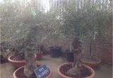 100 Year Old Bonsai Trees for Sale 100 Year Old Bonsai Gnarly Olive Tree Free Delivery