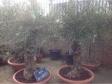 100 Year Old Bonsai Trees for Sale 100 Year Old Bonsai Gnarly Olive Tree Free Delivery