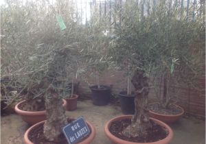 100 Year Old Bonsai Trees for Sale 100 Year Old Bonsai Gnarly Olive Tree Free Delivery