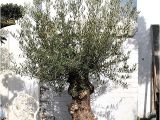 100 Year Old Bonsai Trees for Sale 100 Year Old Bonsai Gnarly Olive Tree Free Delivery