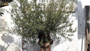 100 Year Old Bonsai Trees for Sale 100 Year Old Bonsai Gnarly Olive Tree Free Delivery