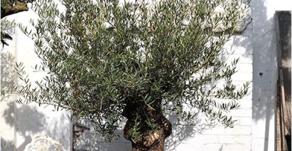 100 Year Old Bonsai Trees for Sale 100 Year Old Bonsai Gnarly Olive Tree Free Delivery